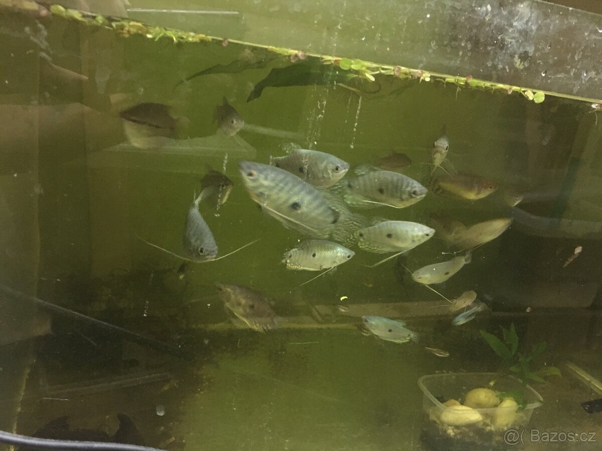 Prodám levně ryby a vodní rostliny - 11