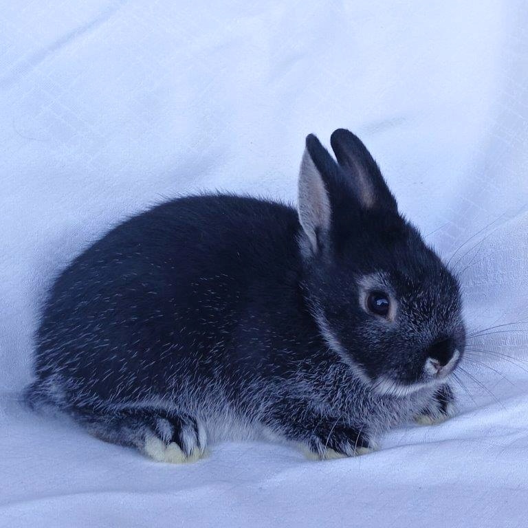 Zakrslí beránci,teddy a bílopesíkatí králíčci s rodokmenem - 11