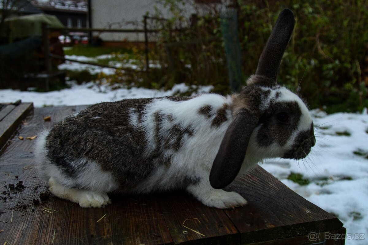 Zakrslý králík - 11