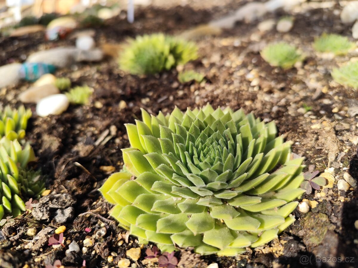 Prodej netřesky Znojmo - 11