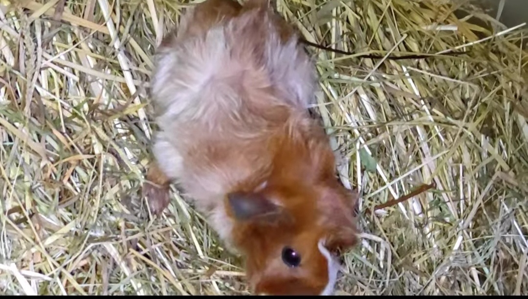 Morče - morčata - krásná morčátka z Moravy - 11