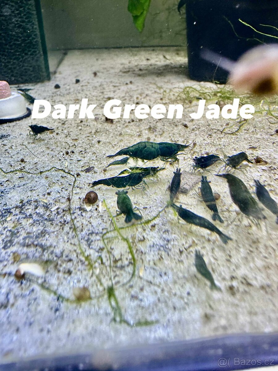 Neocaridina Krevety - 11