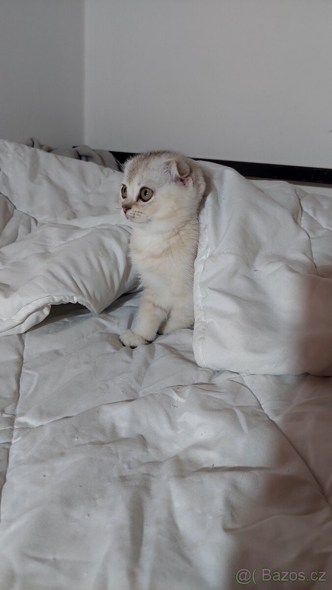 Skotské koťata bez PP - 11