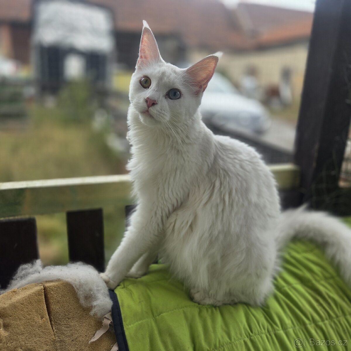 Mainská mývalí kočka - 11