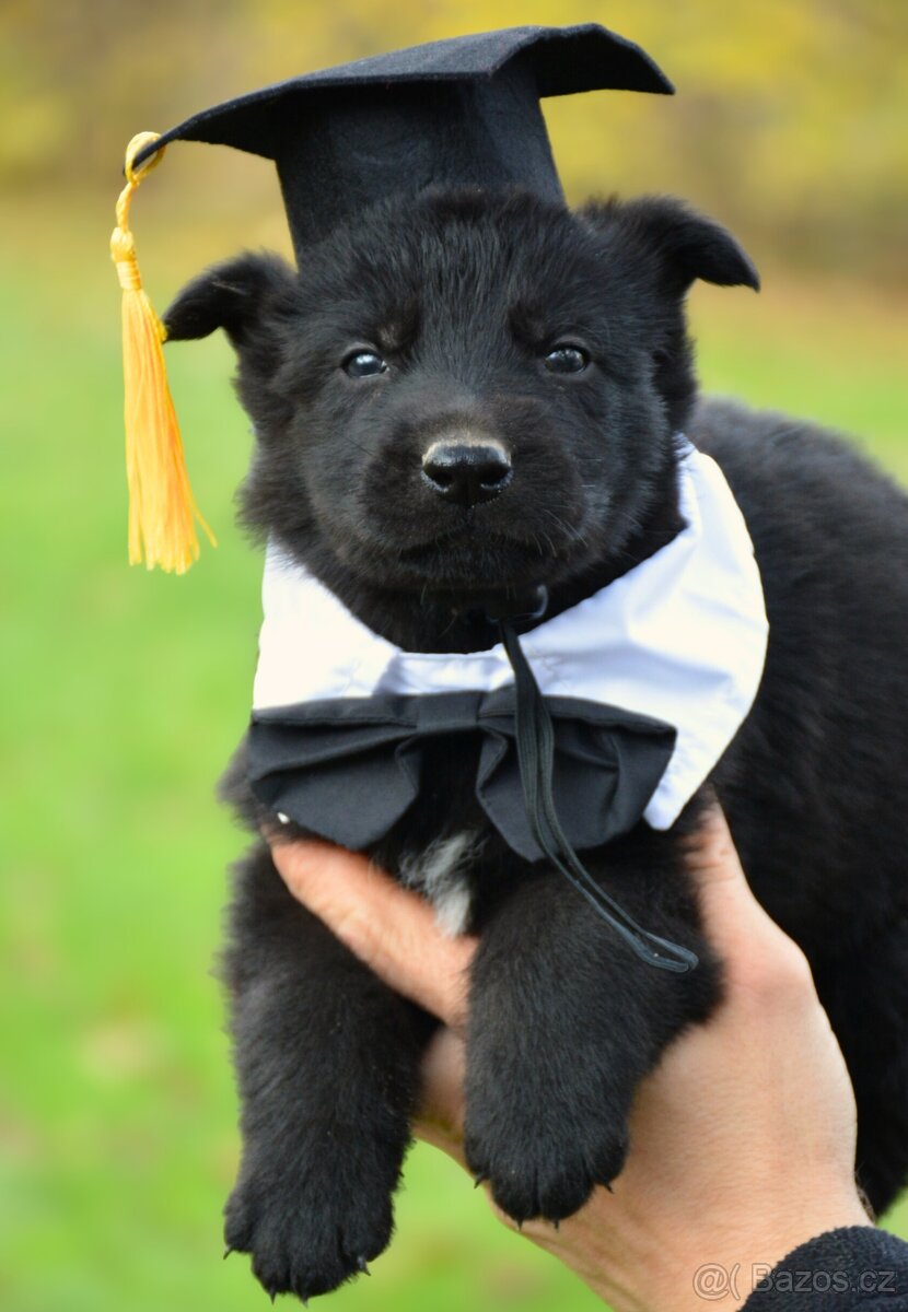 Německý ovčák s PP - 11