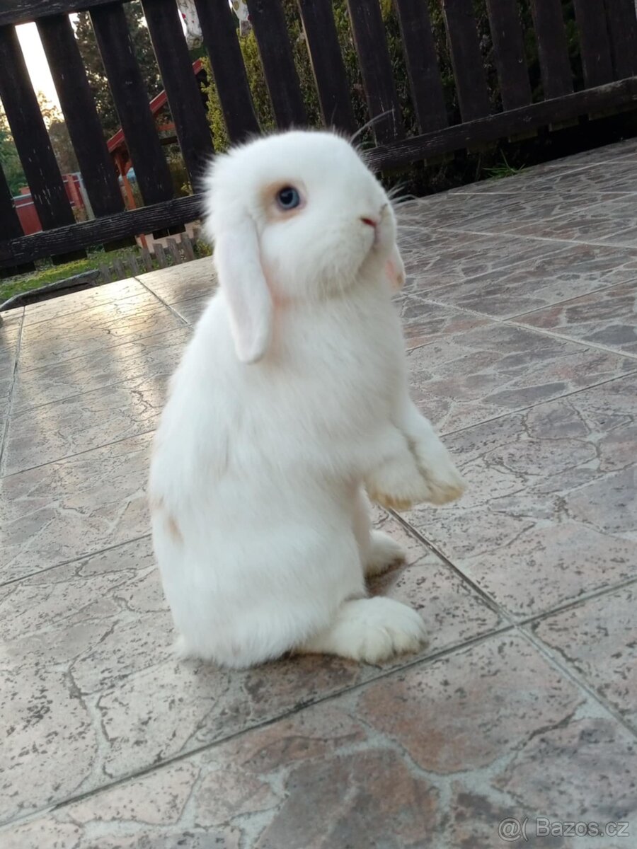 Volná samička - Anglický Zakrslý Beránek MiniLop🍑🧡🤍 - 11