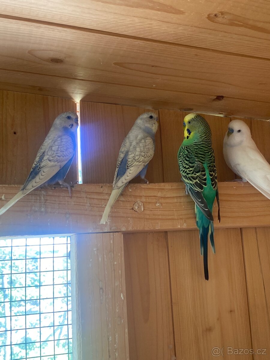 Prodám mladé andulky - 11