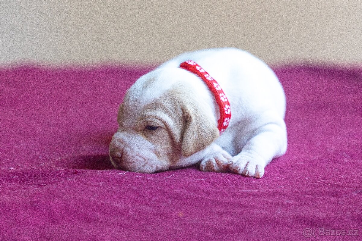 Saintgermánský ohař - štěňátka k zamluvení - 11