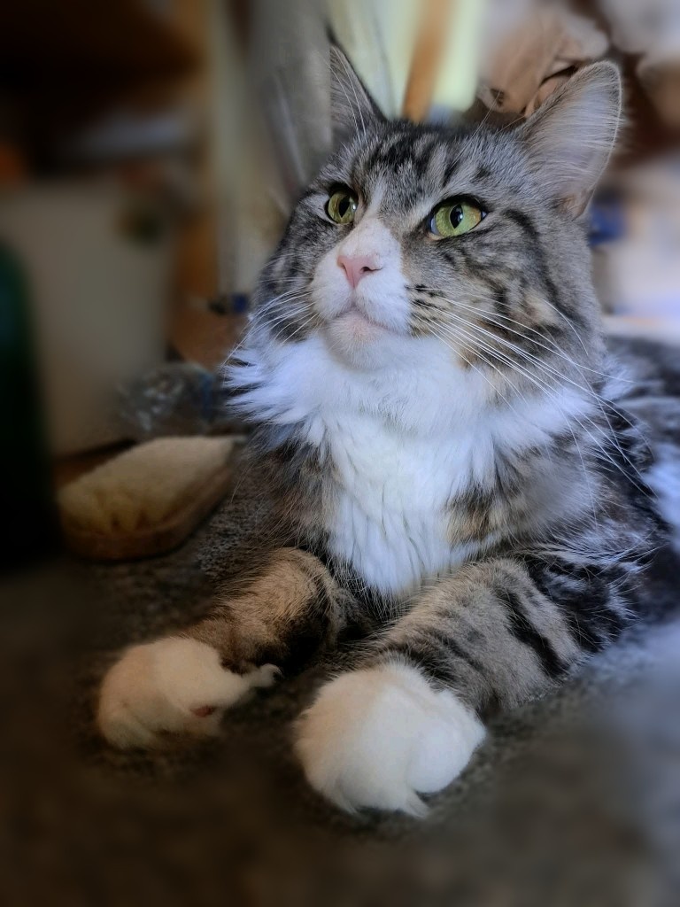 mainská mývalí koťátka - 11