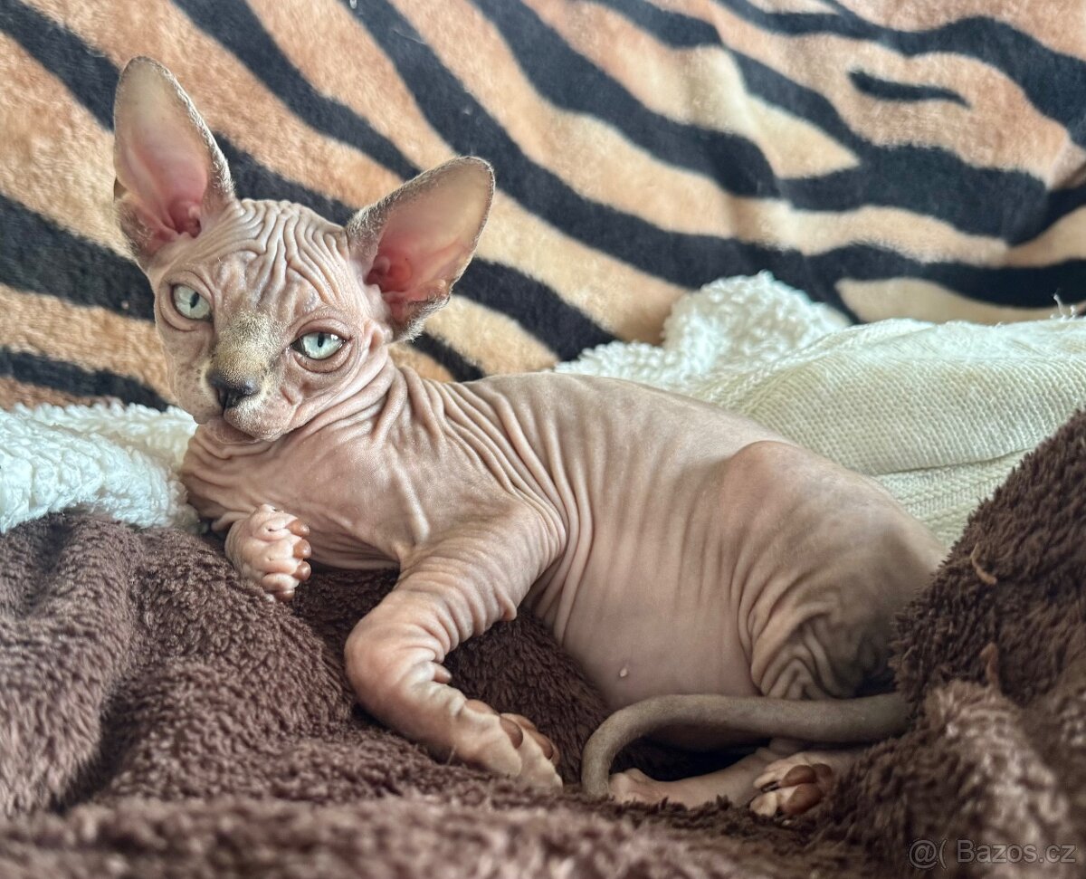 Koťata Sphynx-Elf-Strike - 11