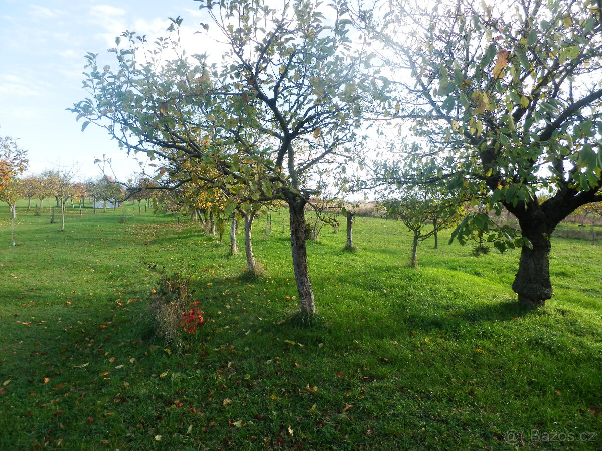 Predám vinohradnícky domček s pozemkom v Skalici na Slovensk - 11