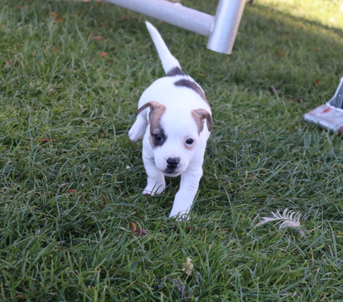 Jack Russell teriér - 11