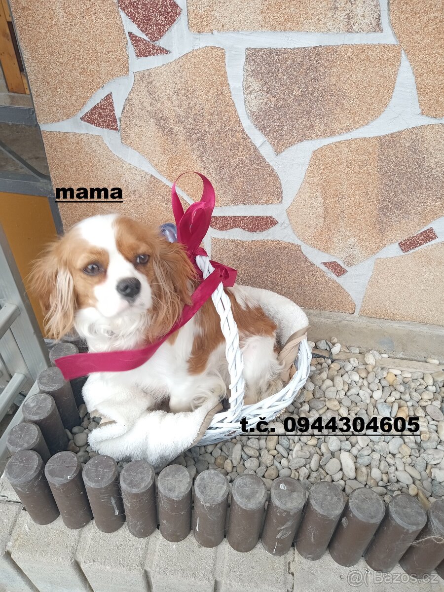 cavapoo - 11