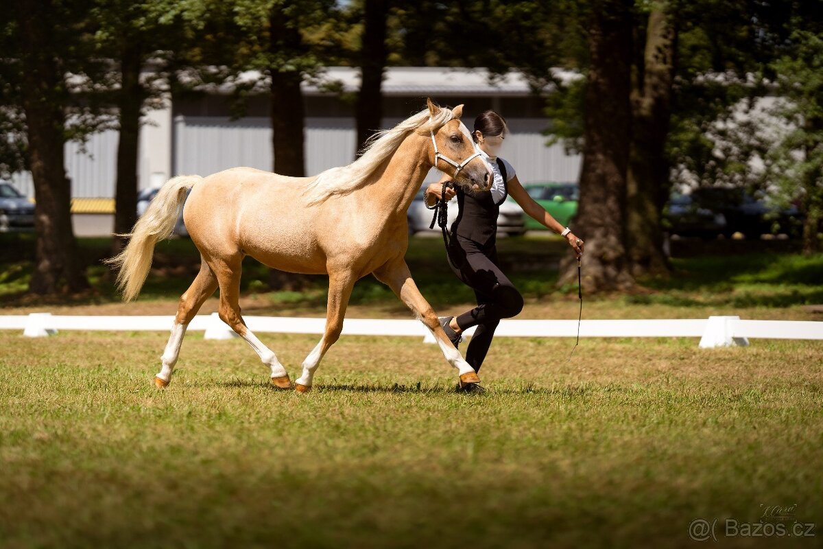 Prodám klisnu welsh pony, sekce B. - 11