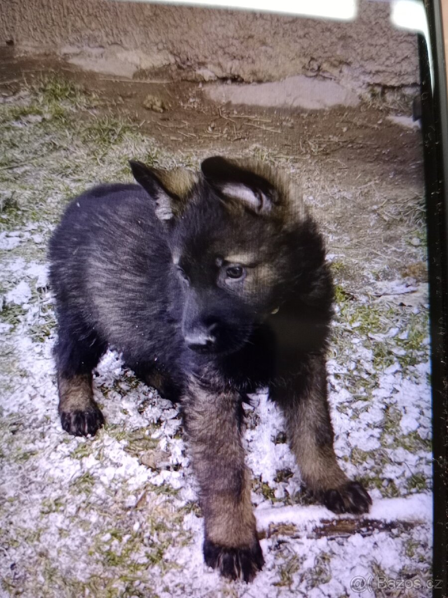 Německý ovčák - 11