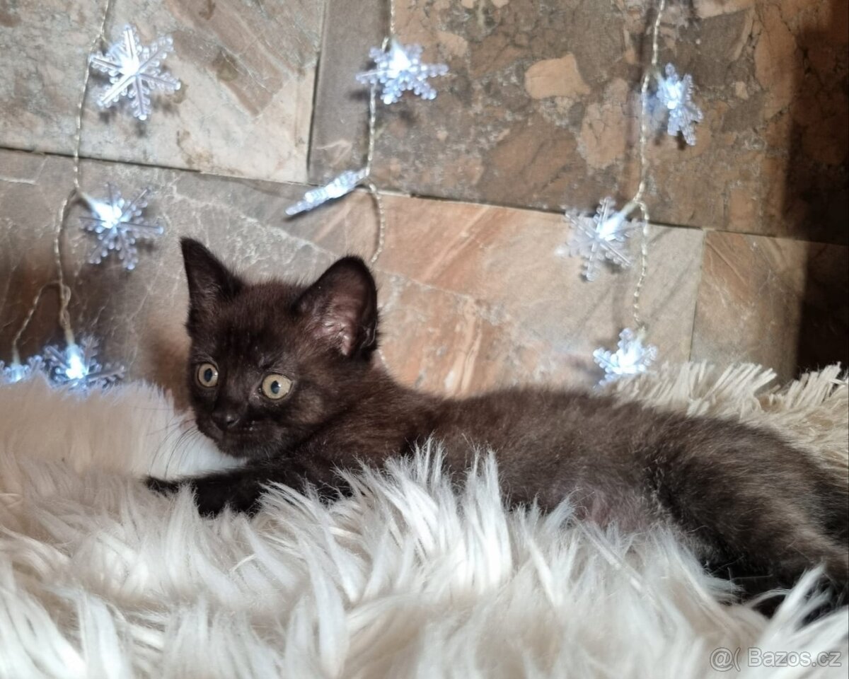Britská černá krátkosrstá a dlouhosrstá koťata - 11