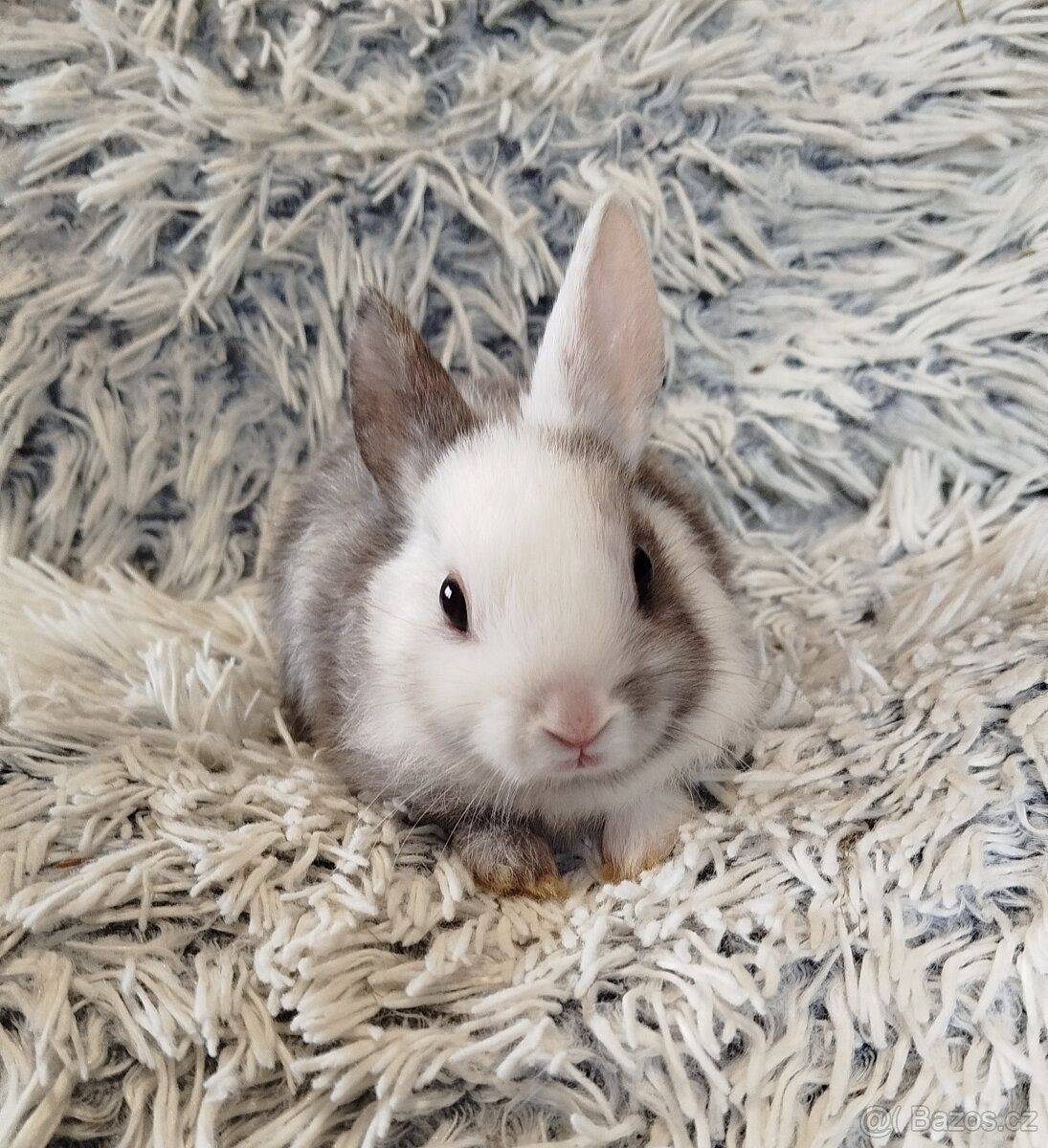Zakrslý krátkouchý - 11
