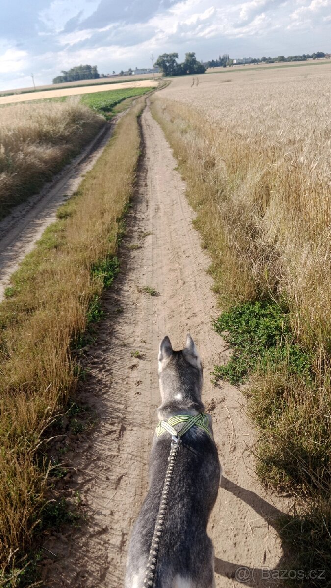 Sibiřský husky kira (čistokrevná, očkovaná, čipována) - 11