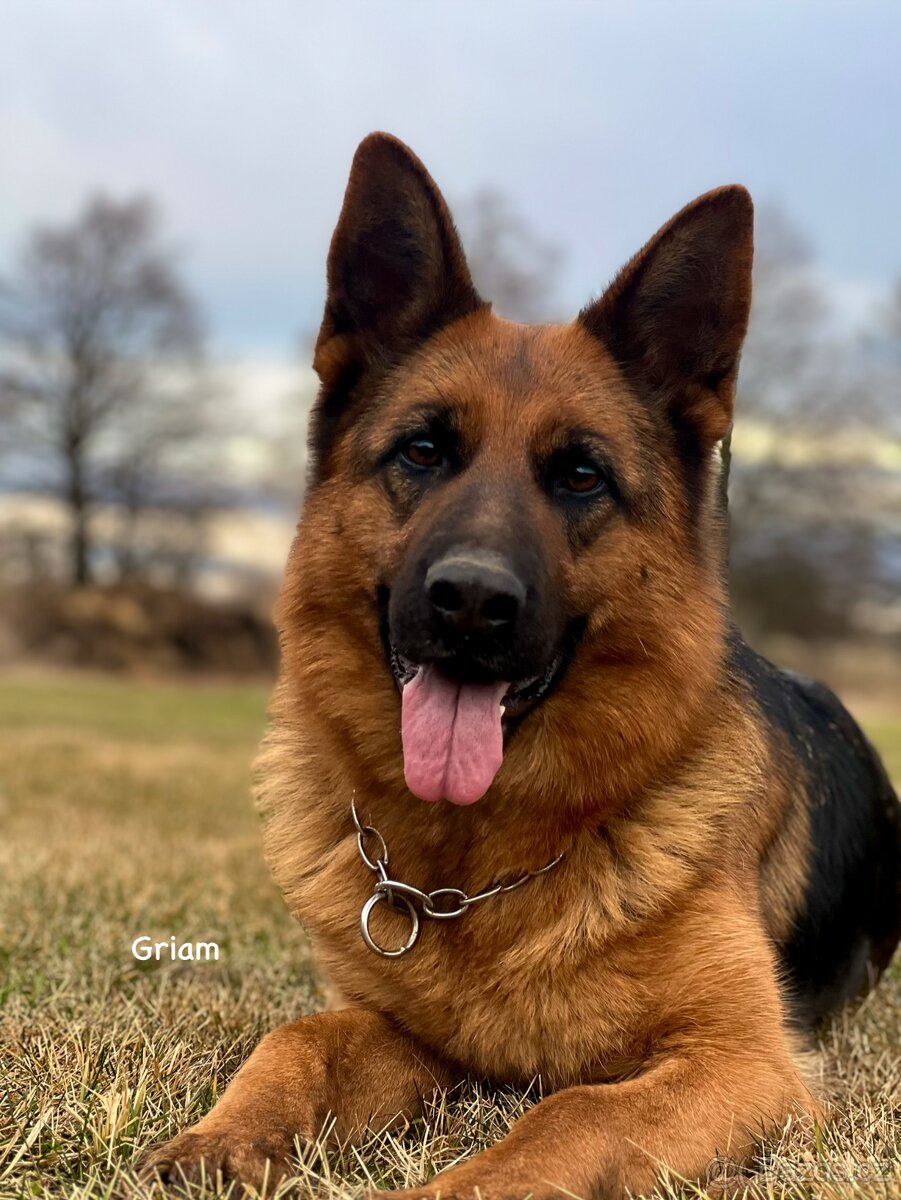 Německý ovčák fenky - 11