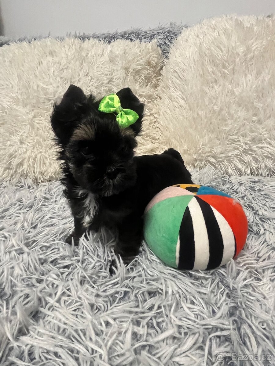 Jorkširský teriér s PP - 11