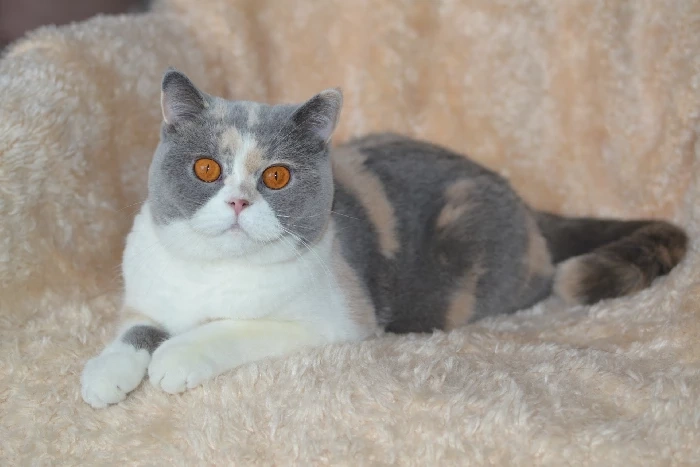 Kocourci s PP k rezervaci - 11