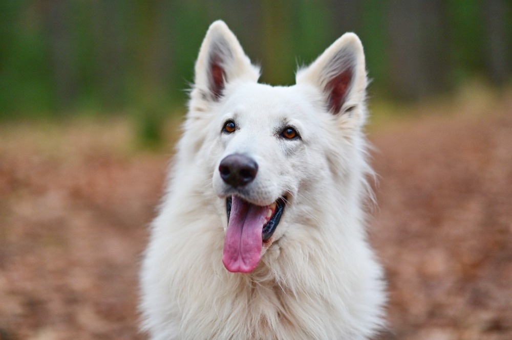 Štěňata Bílý švýcarský ovčák s PP - rezervace - 11