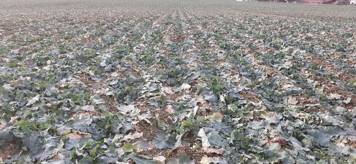 Mzuri secí stroj-strip till (pásové zpracování )obdoba Focus - 11