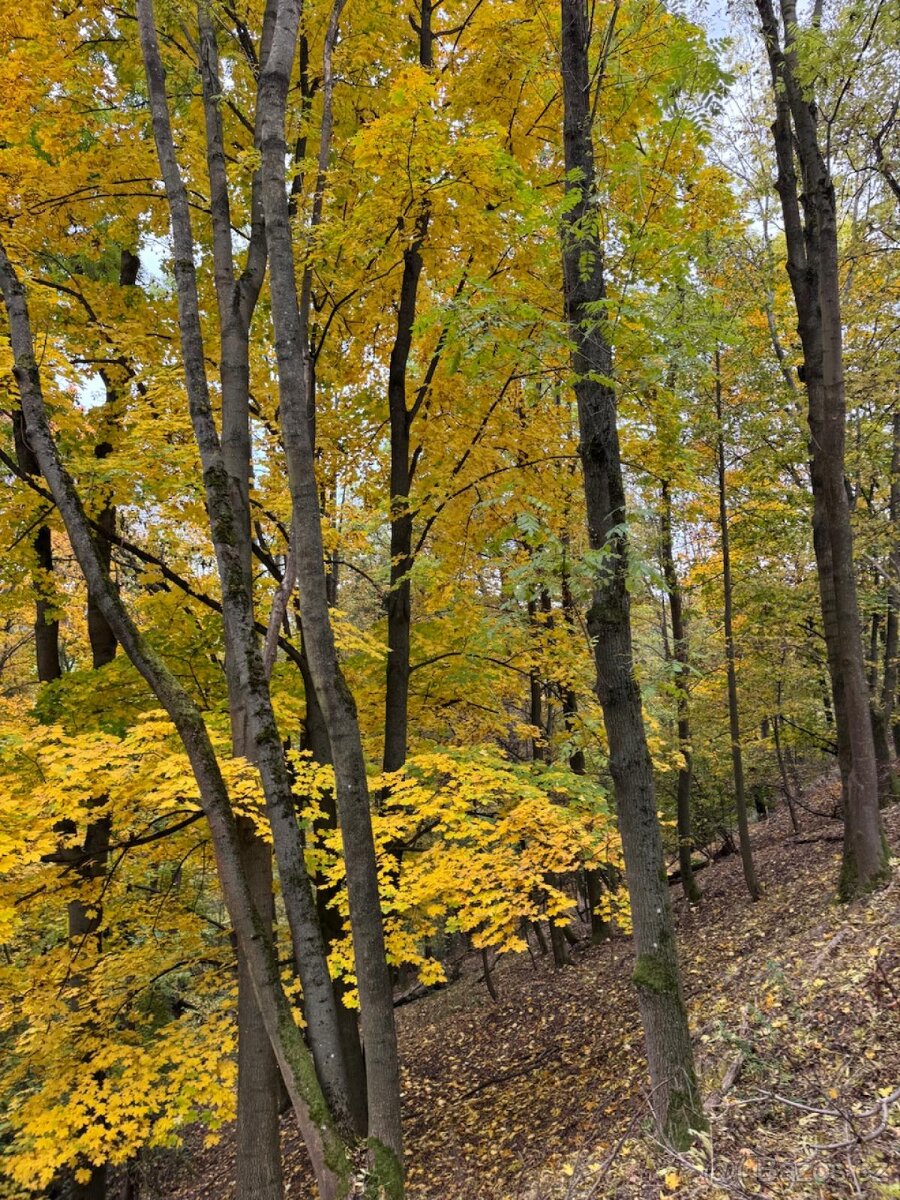 Prodej lesního pozemku k.ú. Přísečná - 11