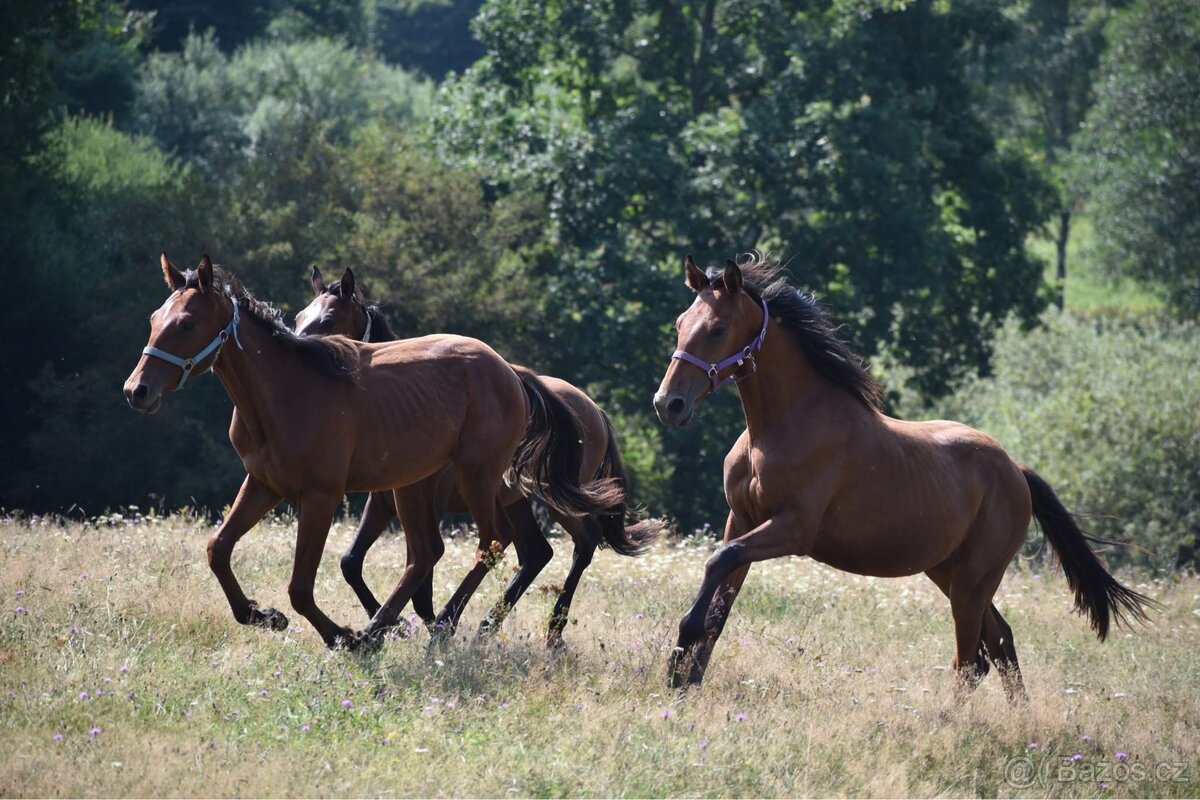 Hodný mohutný hřebeček - 11