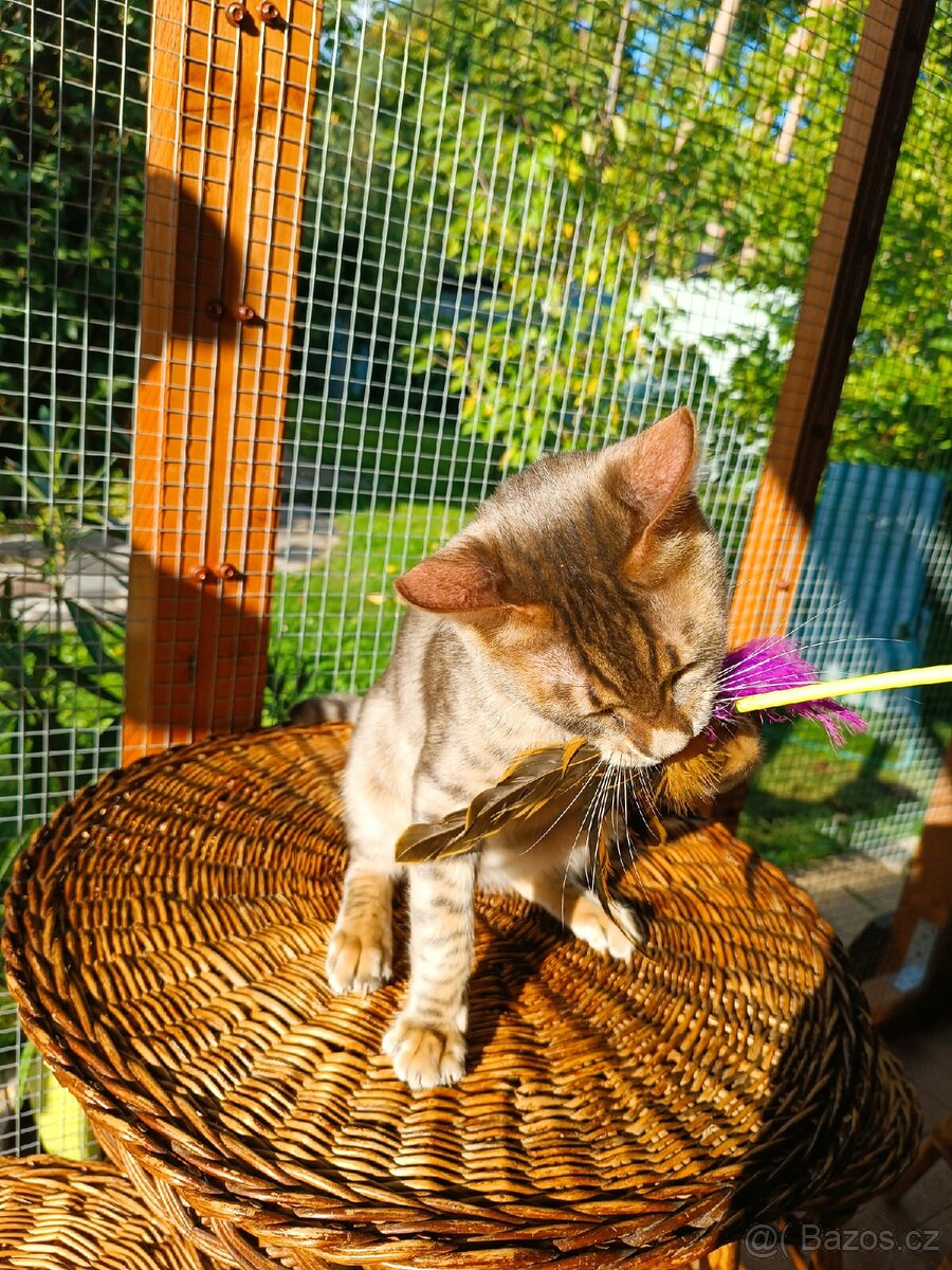 Vzácný MODRÝ Bengálský kocourek s PP - 11