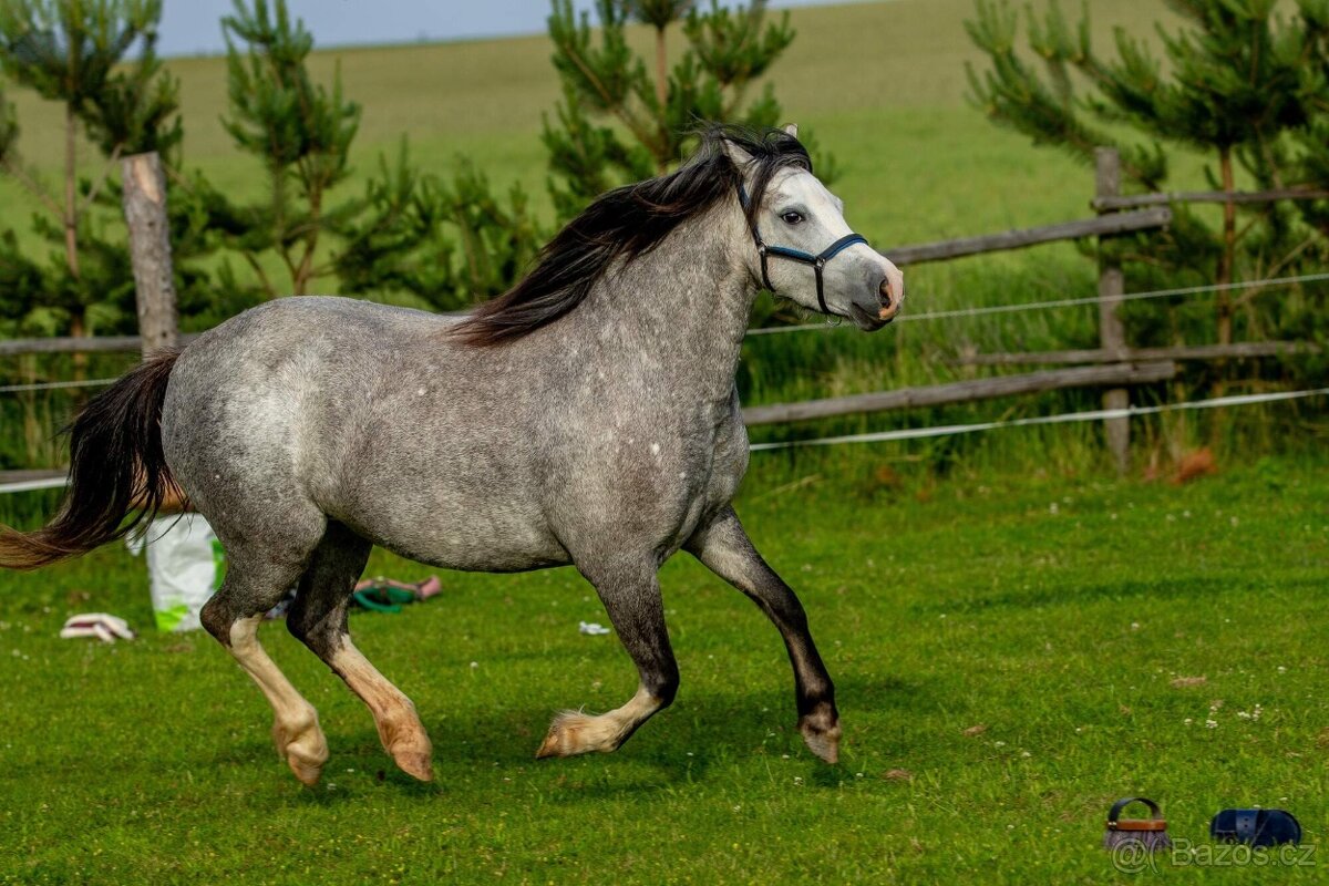 5-letá welsh mountain pony klisna - 11