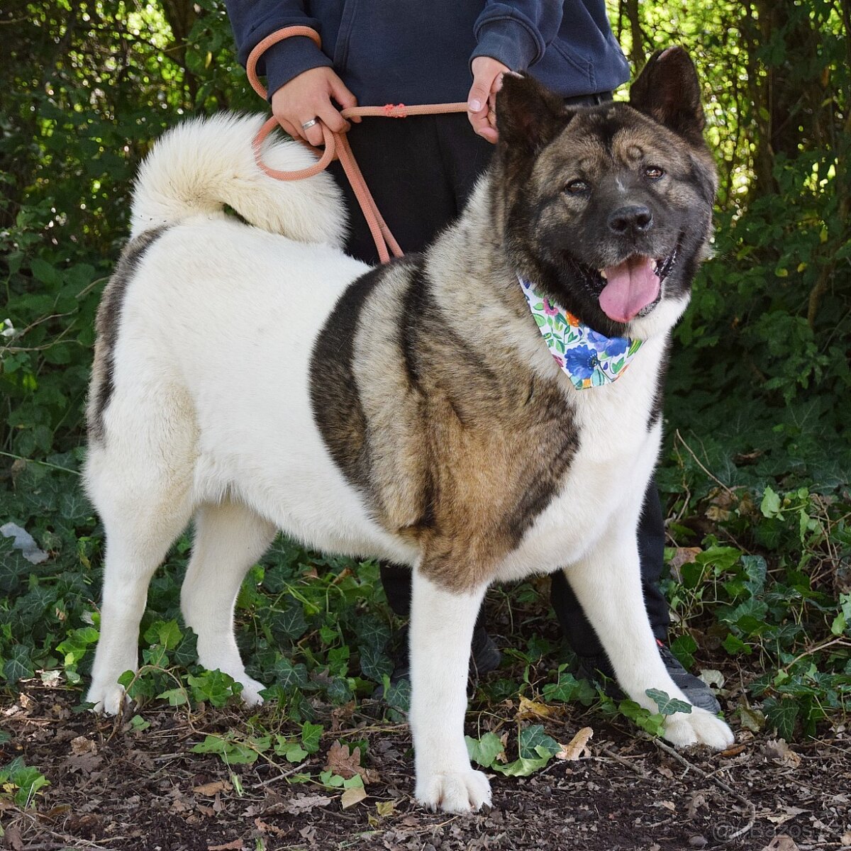 MACI K ADOPCI - přátelská, hravá, vděčná, vhodná k dětem - 11