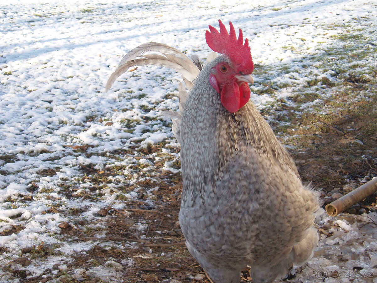 Prodám krásného kohouta do chovu - 11