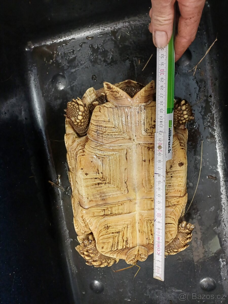 Želva ostruhatá-sulcáta - 11