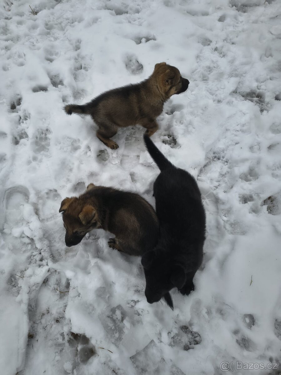 Německý ovčák - štěně s PP - 11