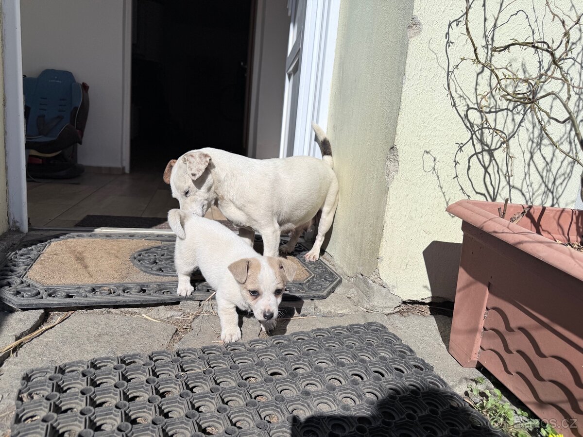 Jack russell teriér - 11
