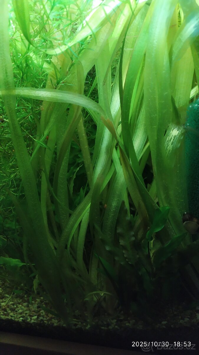 AKVARIJNÍ ROSTLINY -RŮŽKATEC - 11