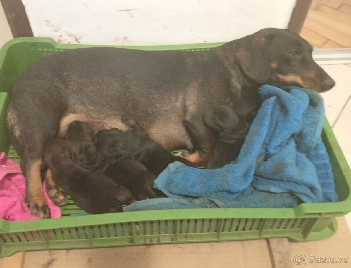 štěně jezevčík hladkosrstý standardní - 11