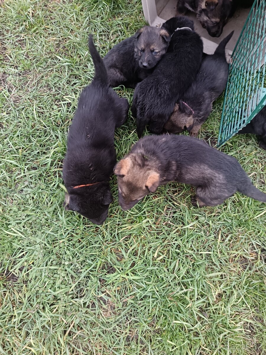 Nemecký ovčiak - 11