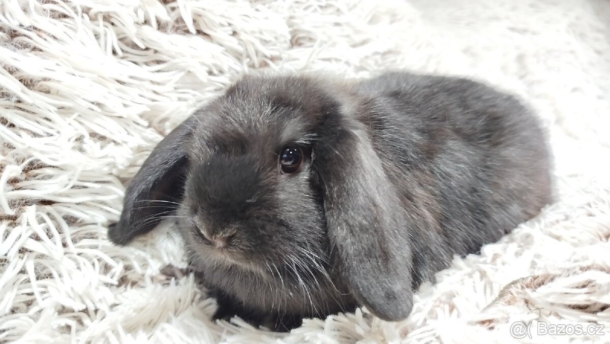 Zakrslý beránek, králíček, králík - BRUNO - 11