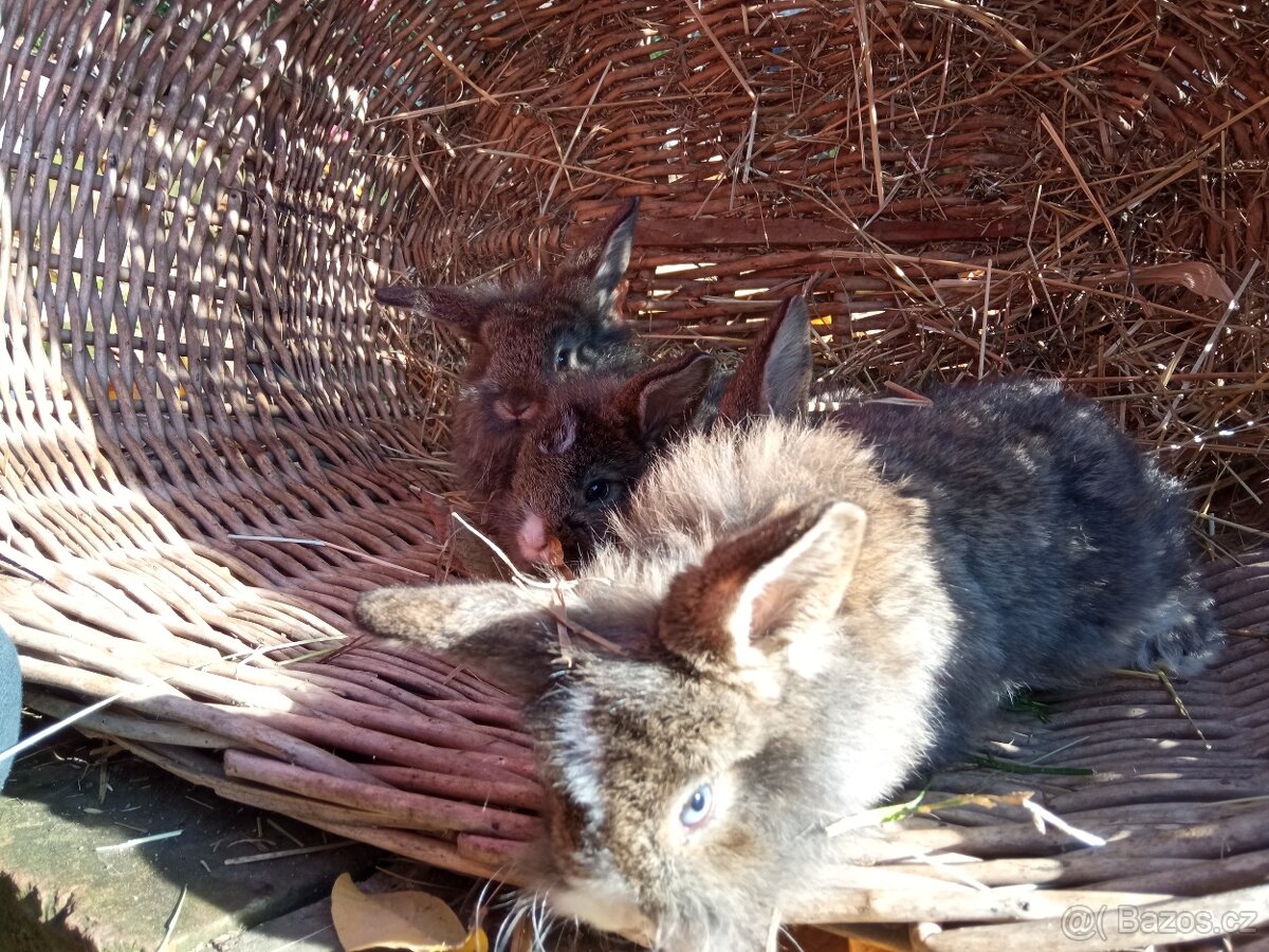 Zakrslý králík - 11