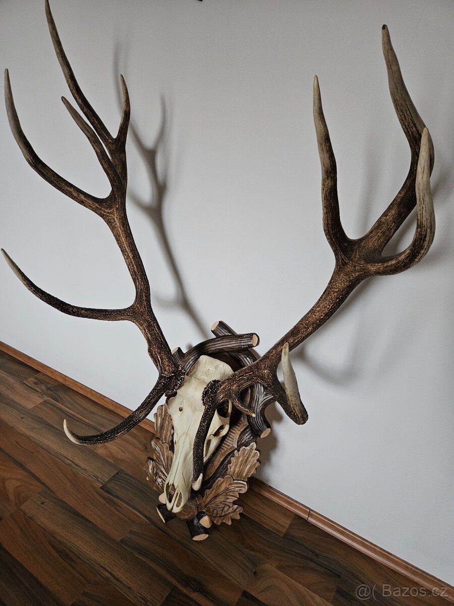 Lovecké trofeje - 11