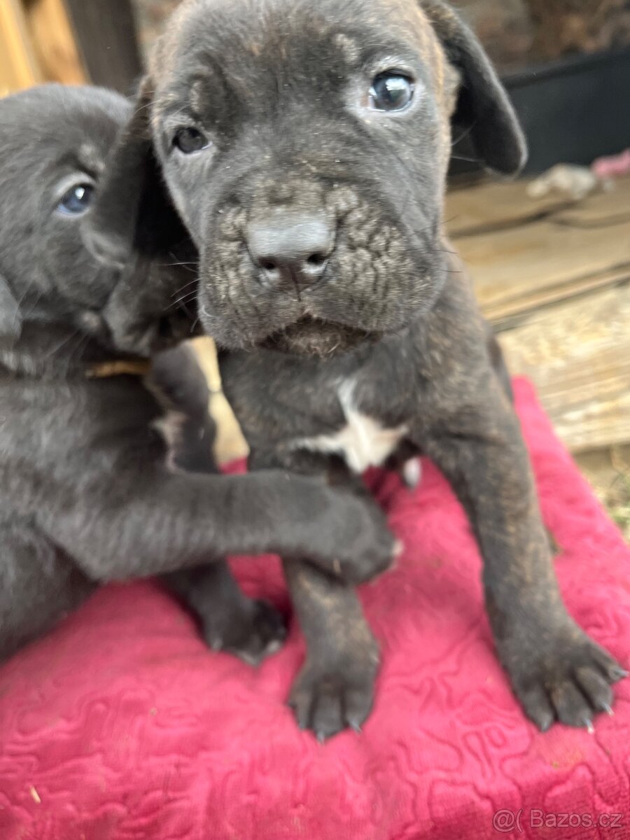 Cane corso - 11