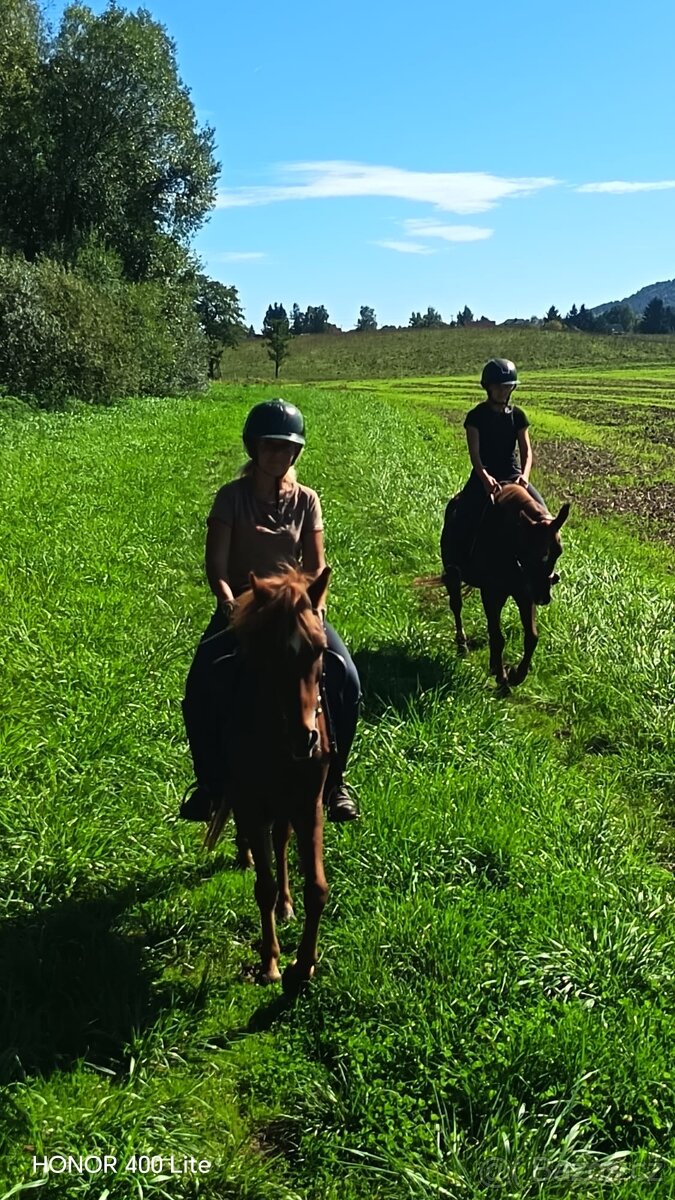 Tříletá klisna plemene slovenský sportovní pony - 11