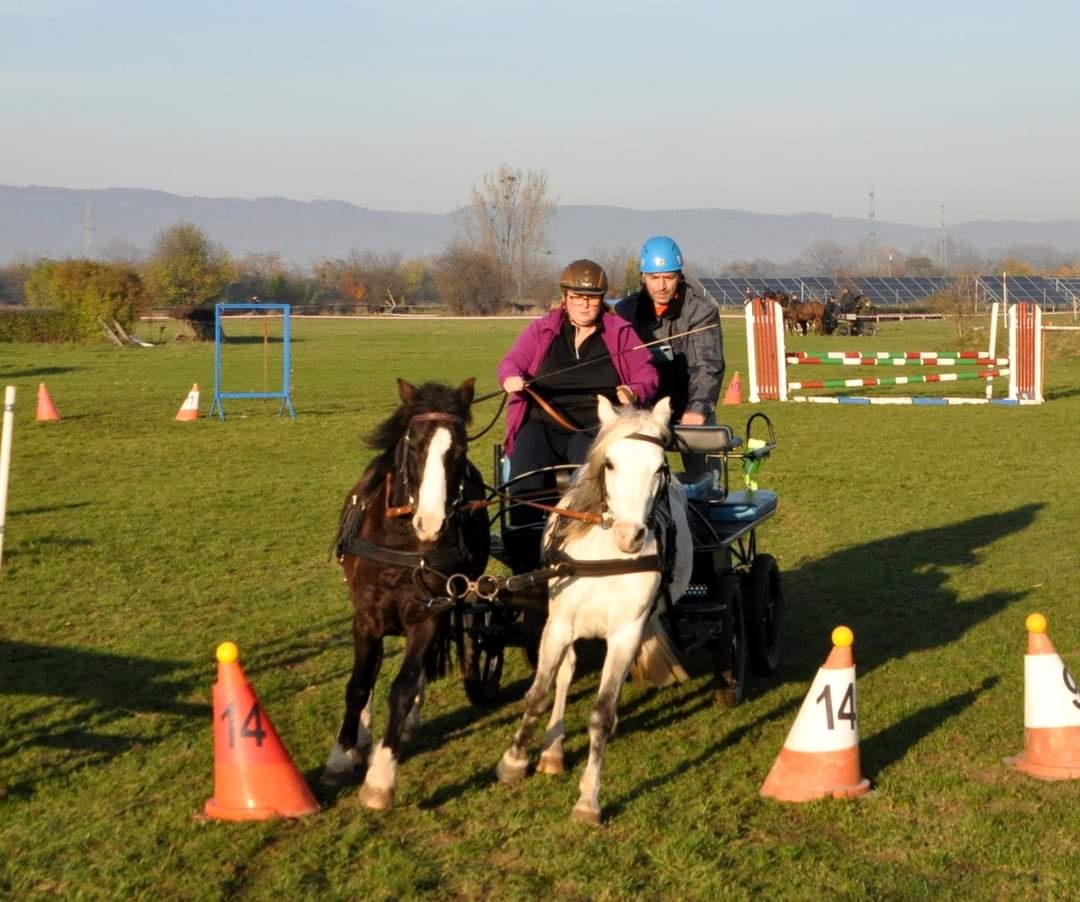 Welsh pony kobylka - 11