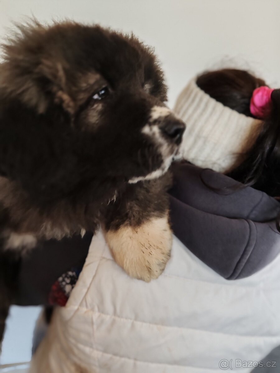 Kavkazský pastevecký pes s PP - 11