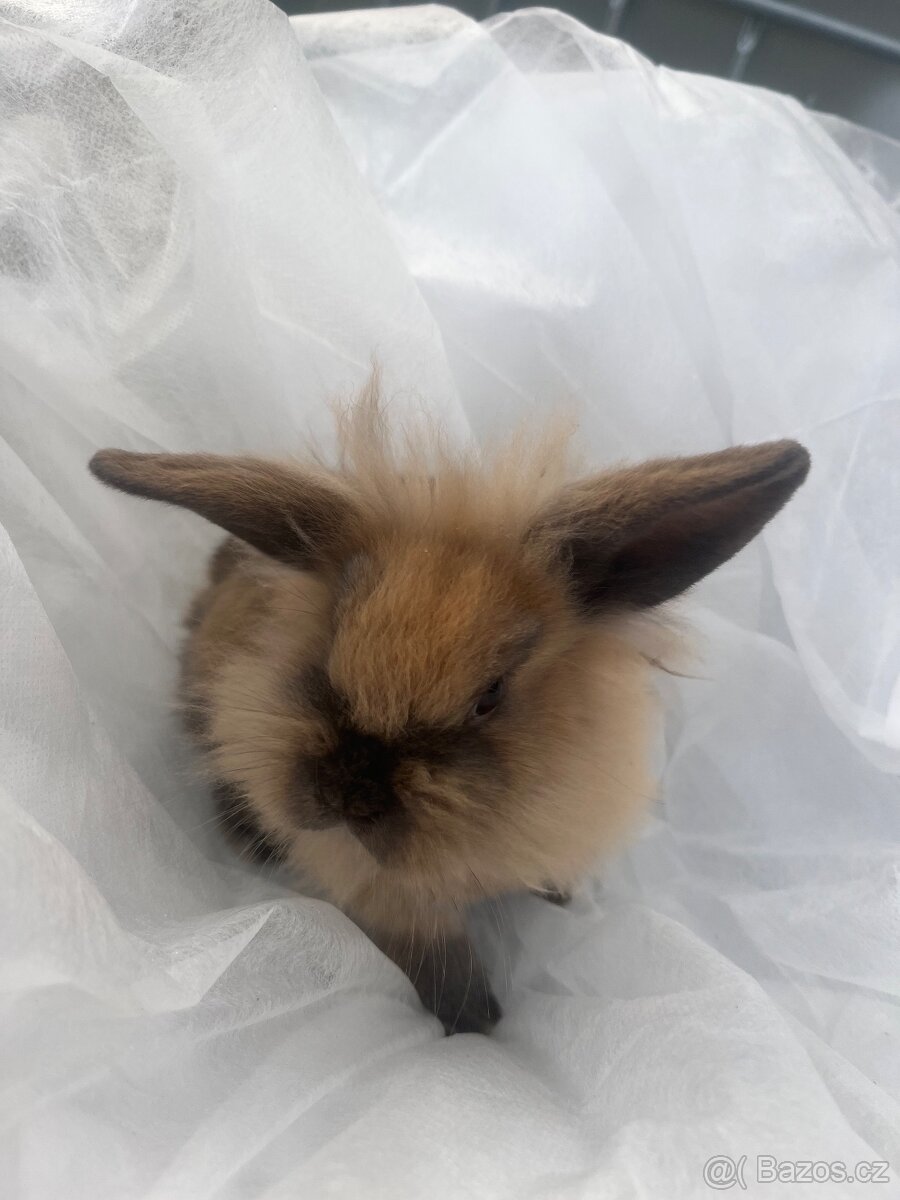 🐰 Rozkošní zakrslí beránci – holky & kluci, 9 týdnů 🐰 - 11