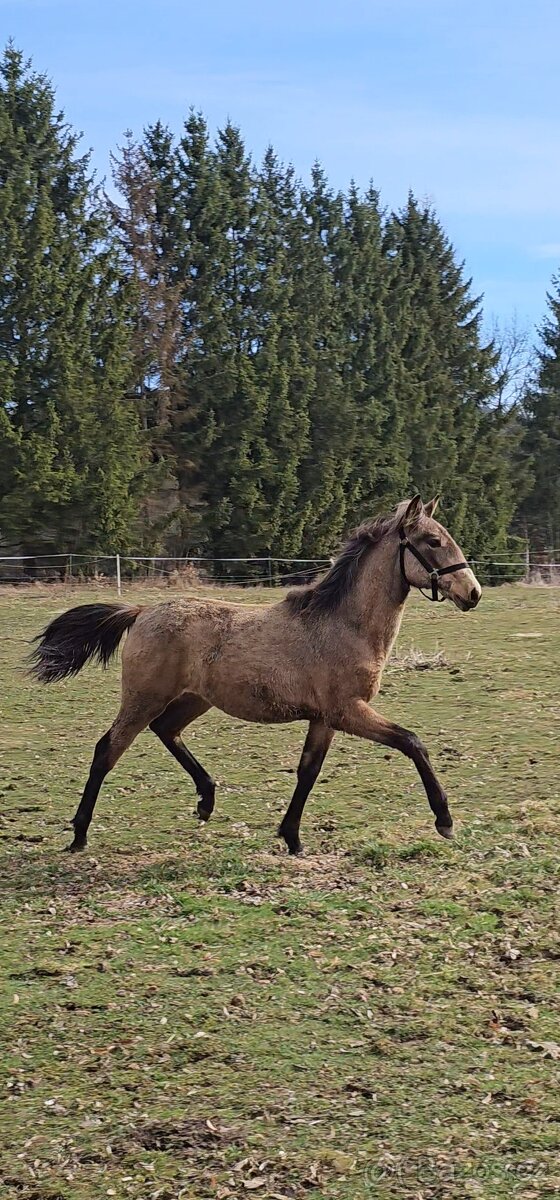 TOP klisnička PSL - 11