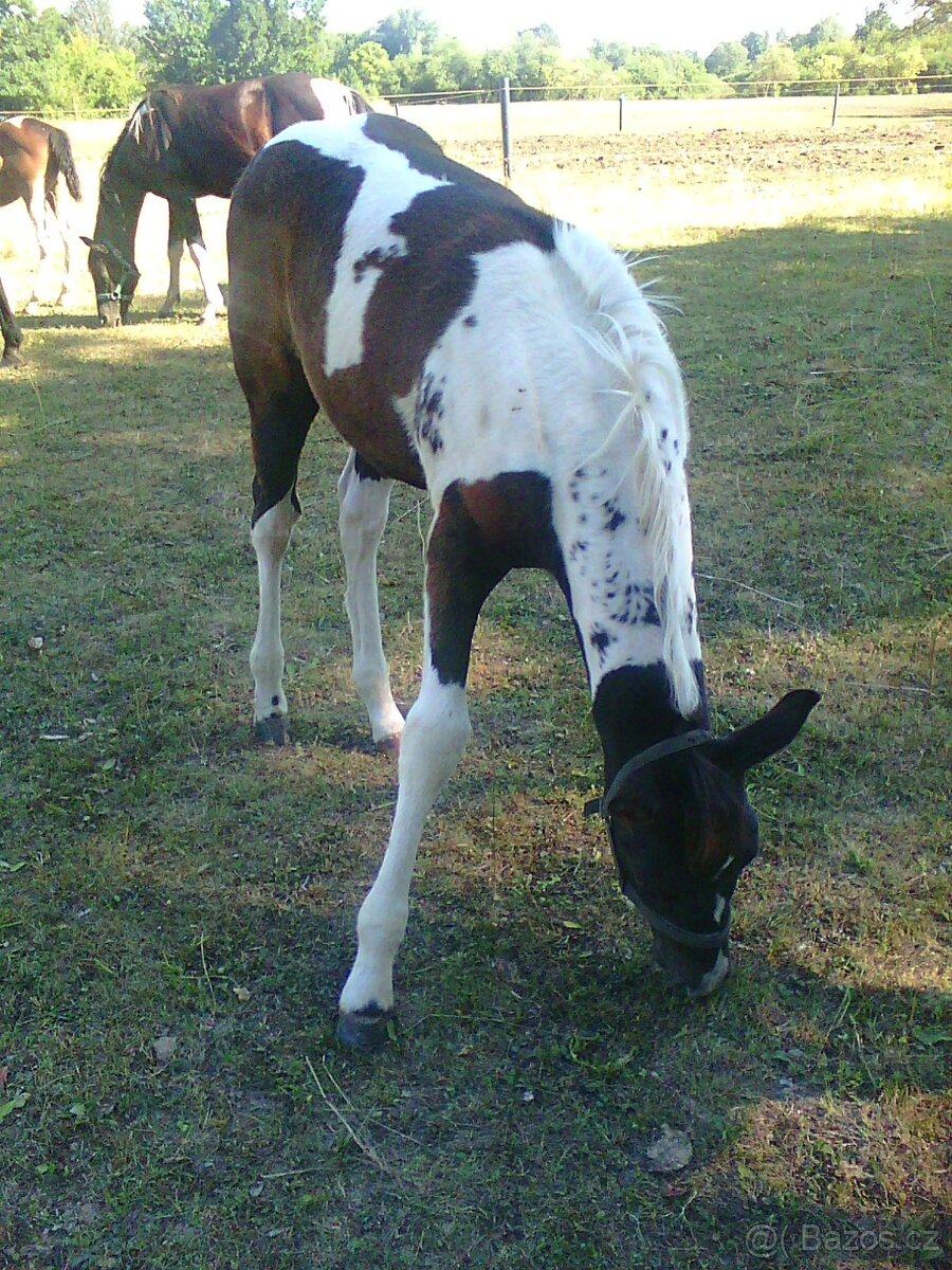 Prodám více koní - 11