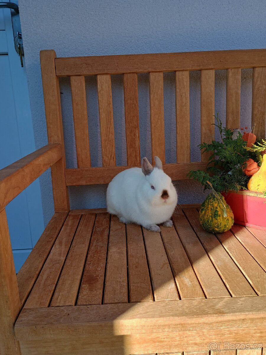 Zakrslý Siam/ruský samička mazlíček - 11